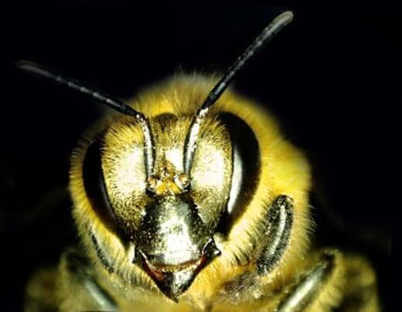 Primo piano di un'ape che mostra dettagli del viso