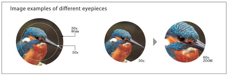 Esempi di immagini con oculare Kowa TSE-Z9B 20X-60X