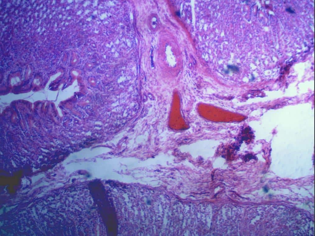 Immagine al microscopio di tessuti con Celestron Digital Microscope Imager 5MPx HD
