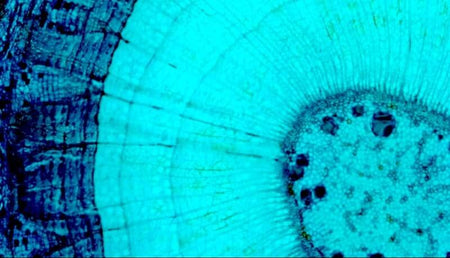 Dettaglio microscopico di una sezione blu di legno.